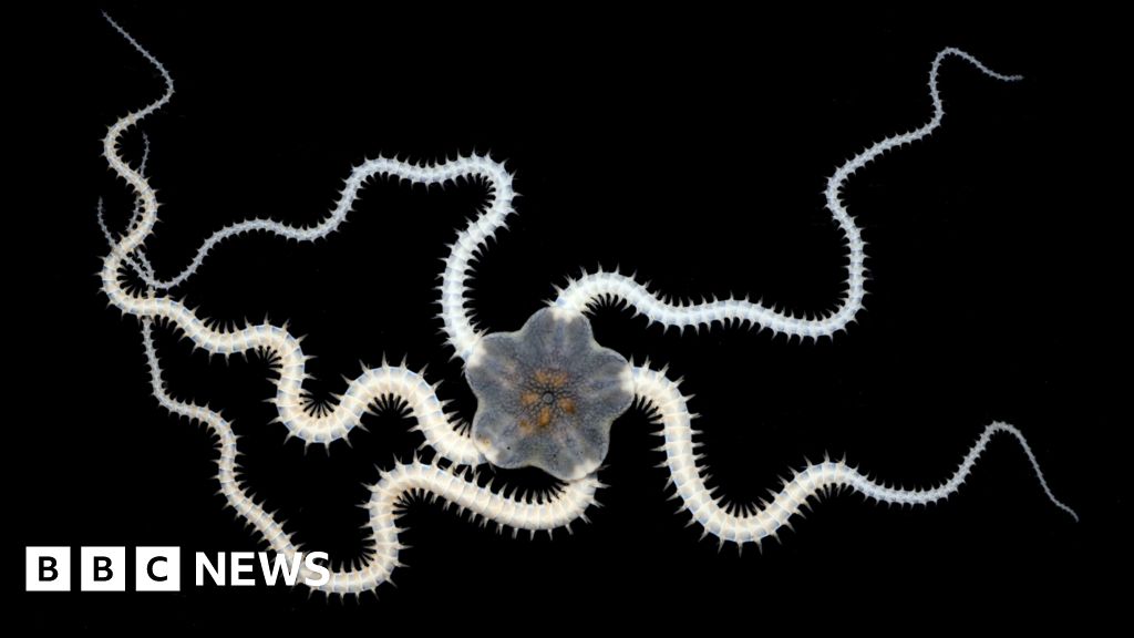 Over a third of animals lost in test deep sea mining