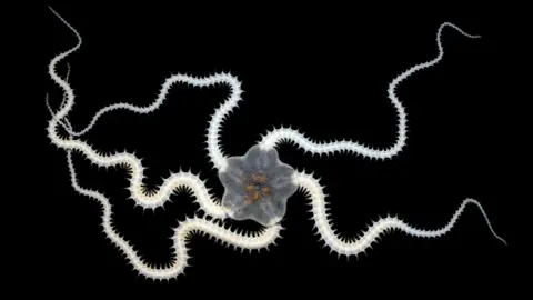 Natural History Museum/ University of Gothenburg A creature called a brittlestar. It has a grey, star-shaped body with orange segments in the middle, and five long legs with nodules like a centipede 