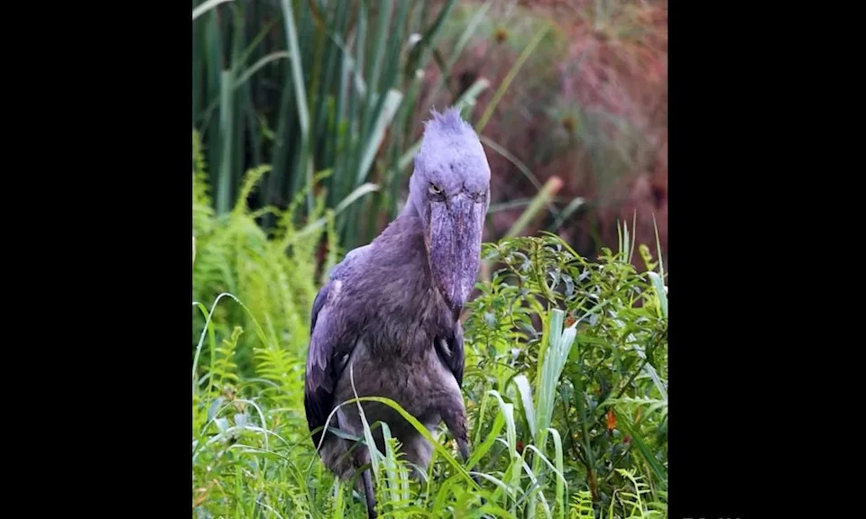 Shoebill stares down snake before striking.