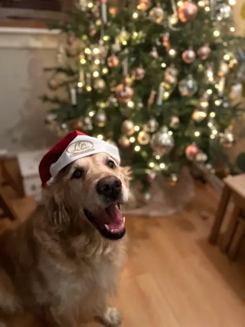 Kieran Borland A smiling golden retriever wearing a Christmas hat sits in front of a Christmas tree. He appears to be a very good boy.