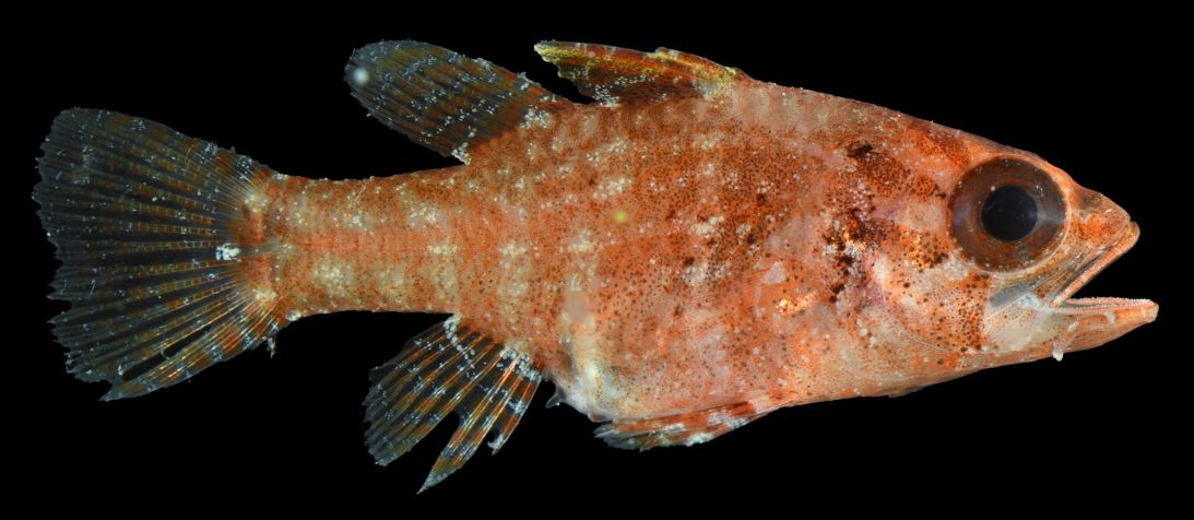 A possible new species of cardinalfish.