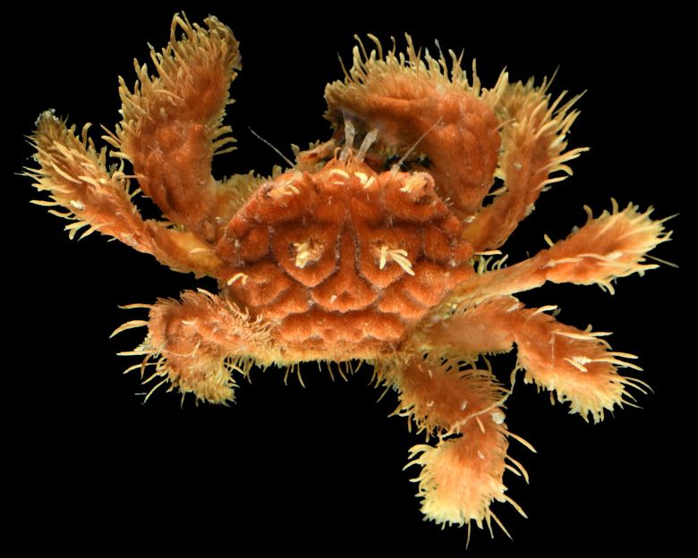 A pilumnid crab.