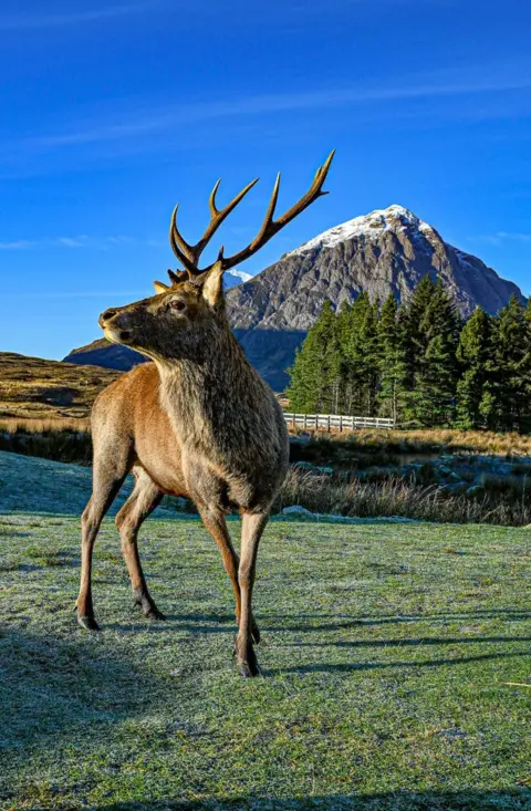 Gerry Doherty A stag stands in the forground looking off to the side. A snow-topped mountain and blue sky are in the background 