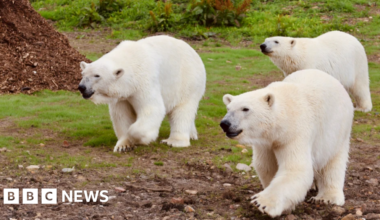 Paragliders almost end up in Peak Wildlife's polar bear enclosure