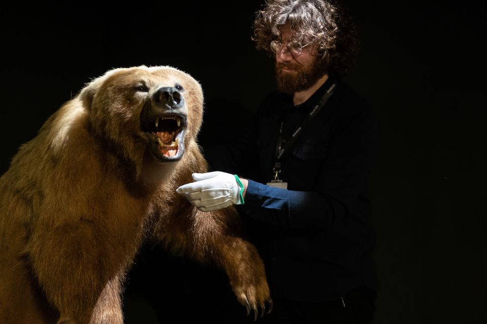 The bear which is on display in Castlebar.