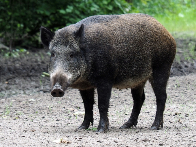 Injured wild boar wanders into home, becomes income source for Chinese owner