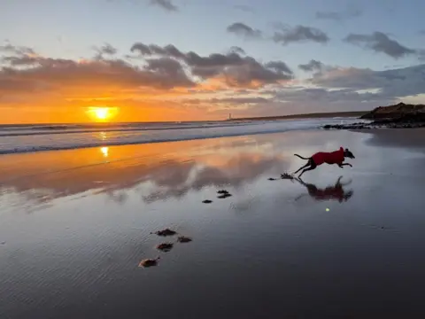 Gillian Taylor A greyhound runs across wet sand on a beach with the sun setting in the background