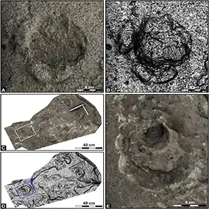 Palaeoloxodon antiquus prehistoric elephant tracks found in the ichnosite 2. Credit: Quaternary Science Reviews (2025)