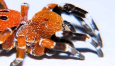 Eresus Rubrocephalus Sp. spider