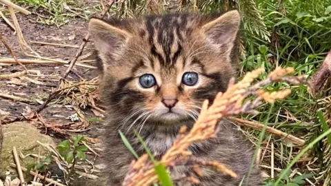 Saving Wildcats A kitten is fluffy with light brown fur and black stripes. It has large green eyes, which are fixed on the camera.