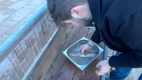 Hannah Roe / BBC A man with a metal pan filled with water and holding a fish. The man is tending to the shark and nursing it back to health.