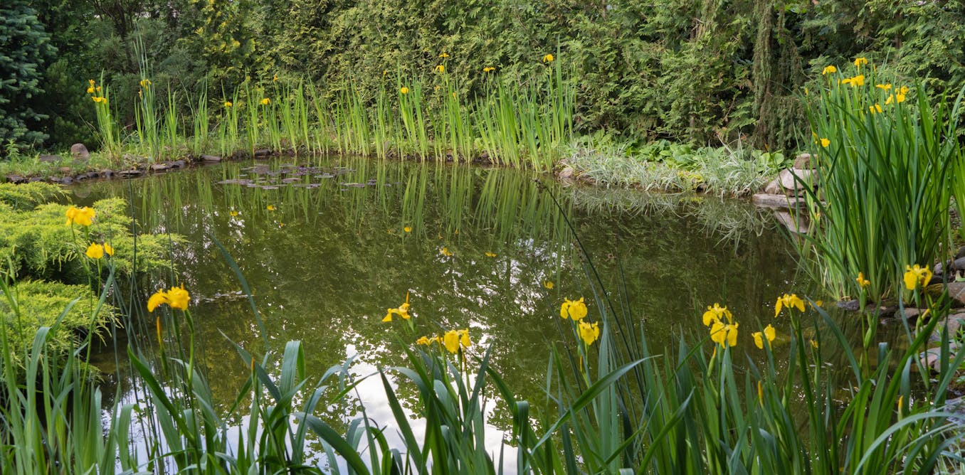 Britain’s ponds are disappearing – here’s why restoring them is vital for wildlife and climate resilience