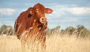 The way Australia produces food is unique. Our updated dietary guidelines have to recognise this