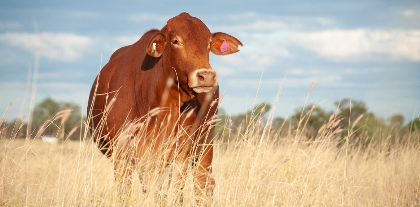 The way Australia produces food is unique. Our updated dietary guidelines have to recognise this
