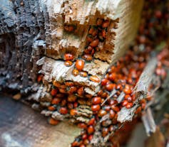 Large numbers of ladybirds resting on log.