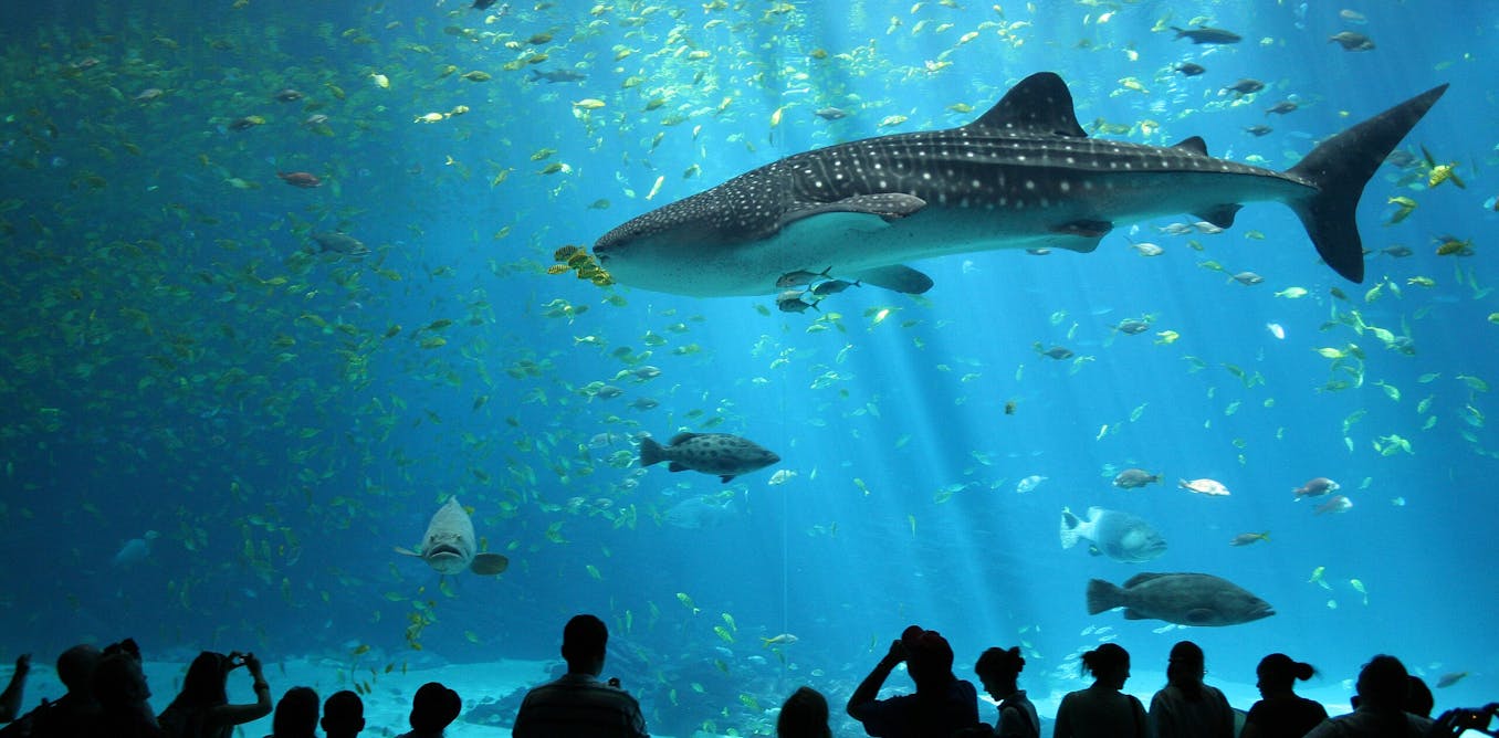 Sharks and rays get a major win with new international trade limits for 70+ species