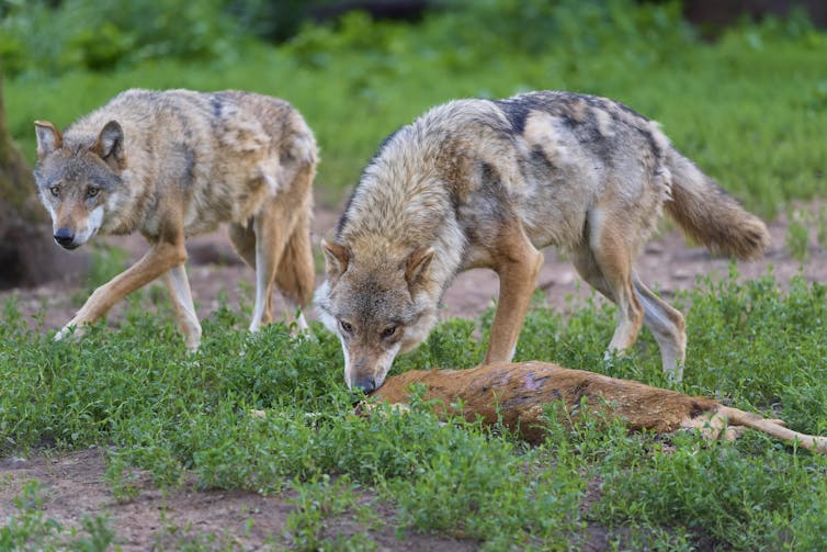 Two wolves walking through the grass. One is sniffing a dead deer on the ground.