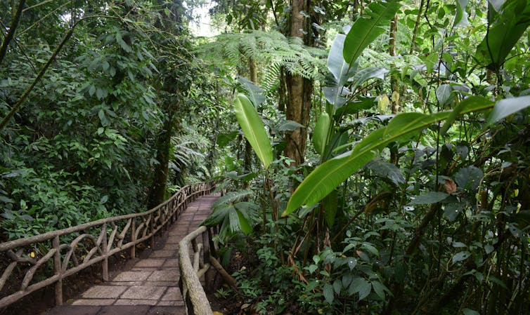 Waterfall gardens forest