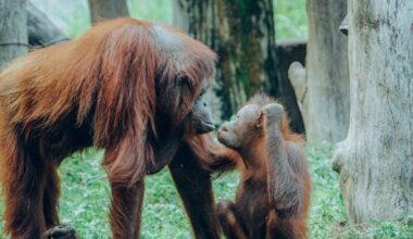 Great apes are humans’ closest relatives, but many are endangered by illegal trading. Here’s what needs to be done