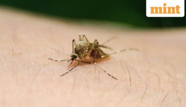 DCGI flags illegal sales of single-drug malaria pills, seeks urgent action