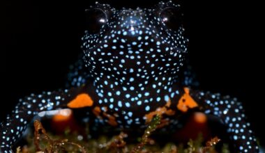 A close-up of a black frog covered in bright blue spots and orange patches on its body, sitting on green moss against a dark background.