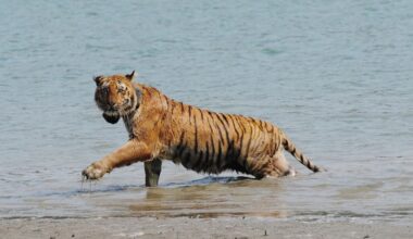 ‘Tiger widows’ from the Sundarbans are restoring the big cat’s habitat