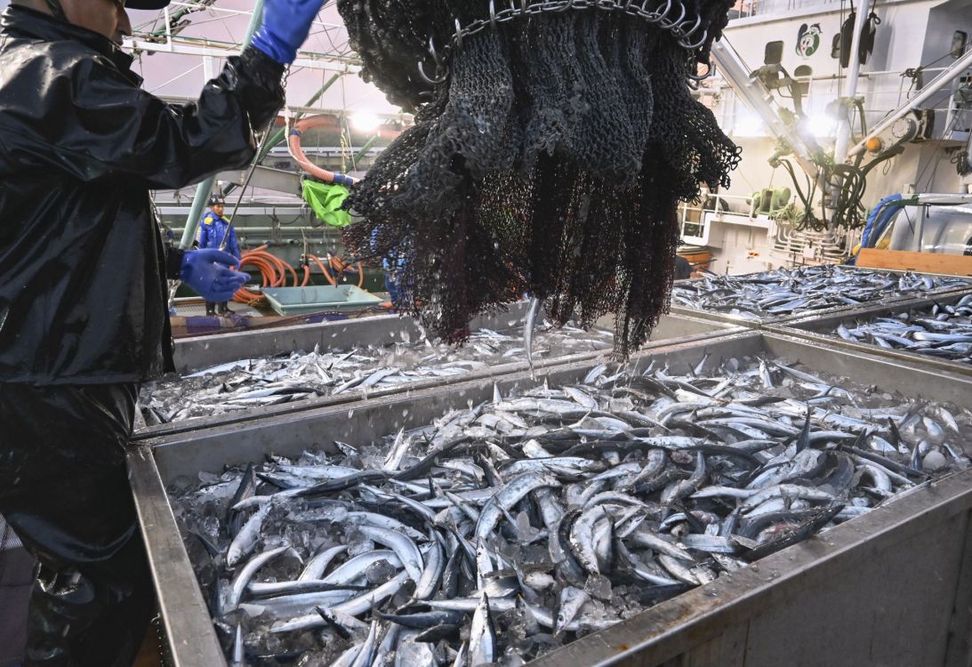 The first saury catch of the season is landed at a port in Nemuro on Japan's northernmost main island of Hokkaido on Aug. 15, 2025. This species has been particularly affected by changes in the Kuroshio.