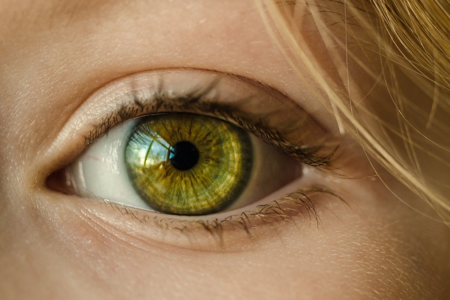 MIT study shows how vision can be rebooted in adults with amblyopia | MIT News