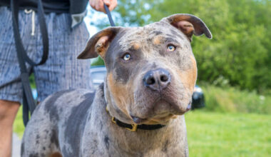 More than 100 XL Bully dogs euthanised by local authorities in first year of ban