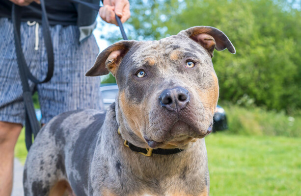 More than 100 XL Bully dogs euthanised by local authorities in first year of ban