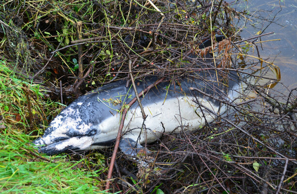 ‘Extremely rare’ incident sees dead dolphin found on Co Carlow riverbank - The Journal