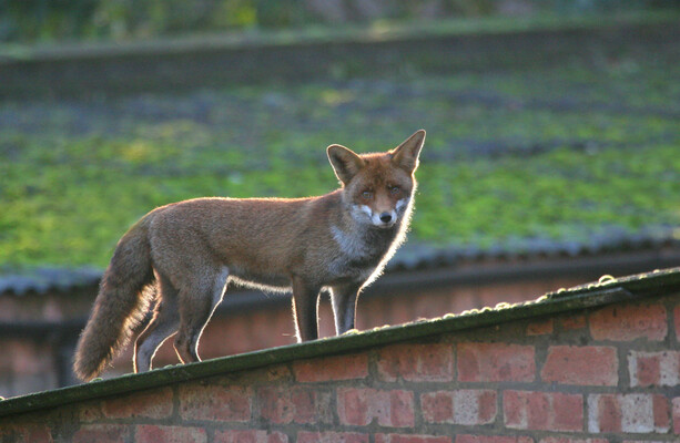 Mary Lou McDonald says Sinn Féin's support of fox hunting is the right choice