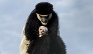 Fota Wildlife Park calls on the public to name a new baby colobus monkey - The Journal