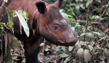Pulp giant RGE admits possible deforestation breach in Bornean wildlife habitat