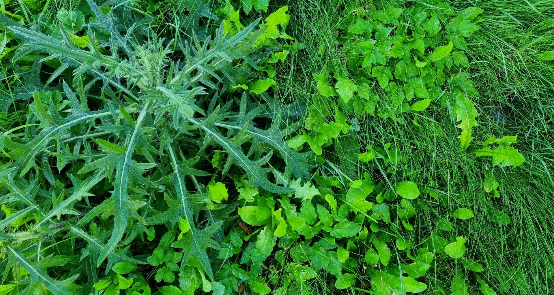 The growing push to rethink invasive plant management is getting fresh attention thanks to a new book from the Missouri Botanical Garden.