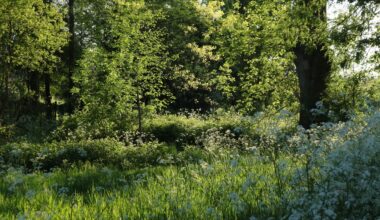 The New York State's Department of Environmental Conservation just sounded the alarm about three look-alike invasive plants.