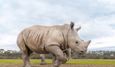 “Miracle” Southern White Rhinoceros Calf’s Chonky Weight Gain Offers Hope For Species