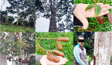 Plant used by early humans for centuries surprises modern science