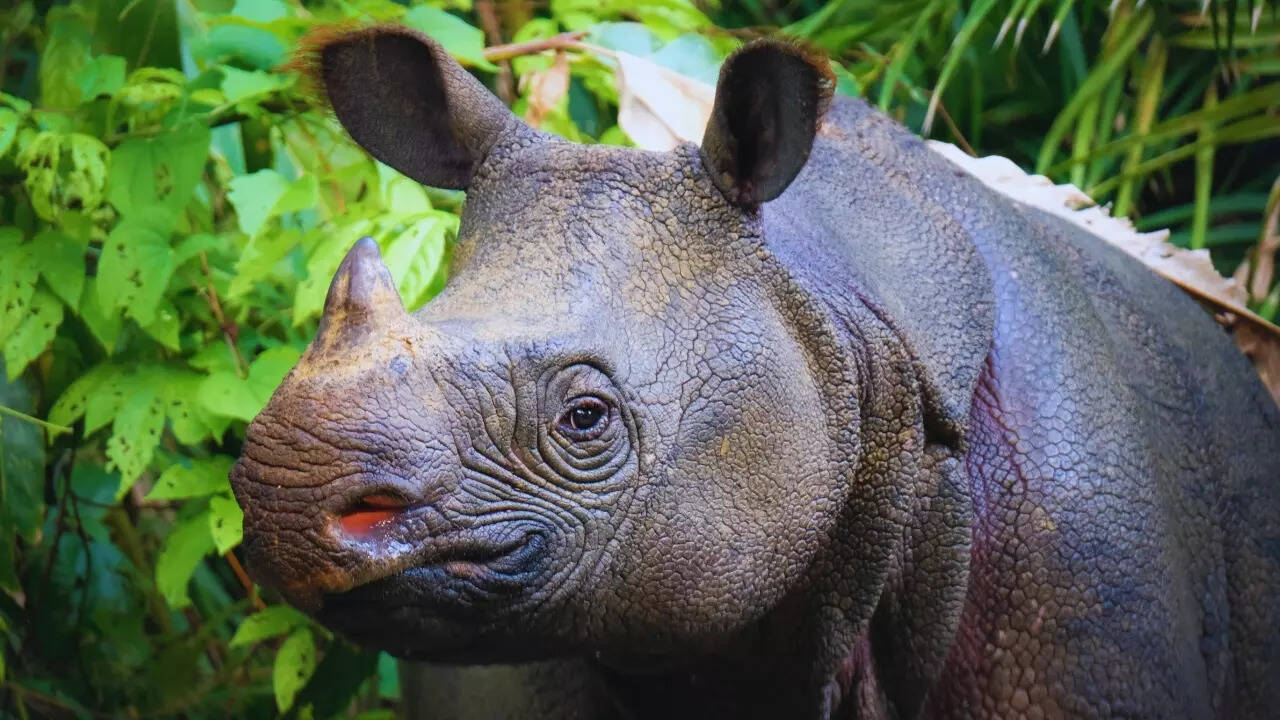 Javan rhinoceros