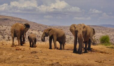 Kenyan wildlife census reveals conservation wins and losses