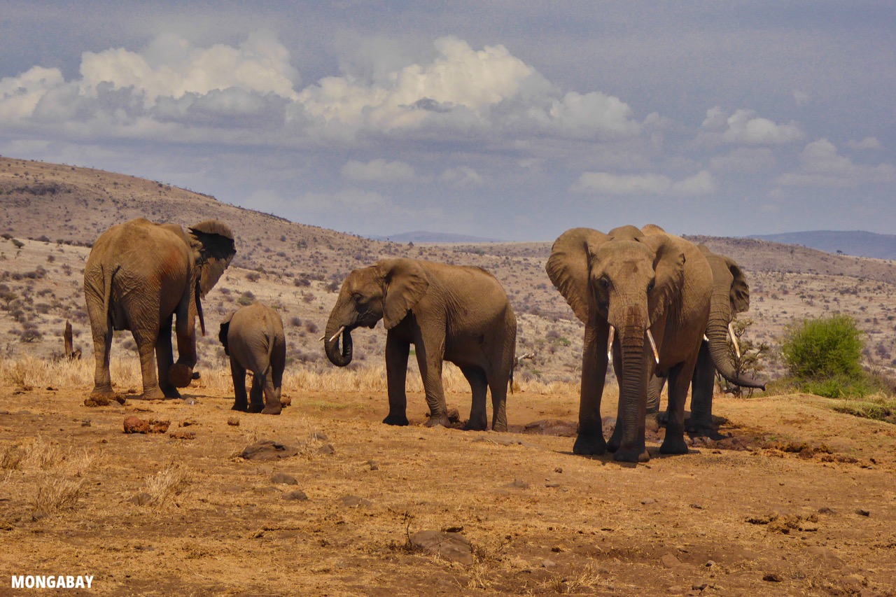 Kenyan wildlife census reveals conservation wins and losses