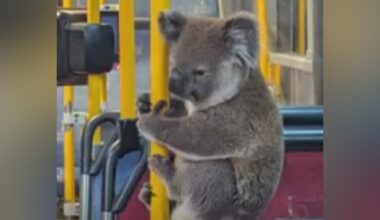 Rescued koala rides the bus to safety