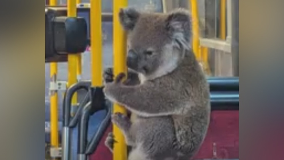 Rescued koala rides the bus to safety