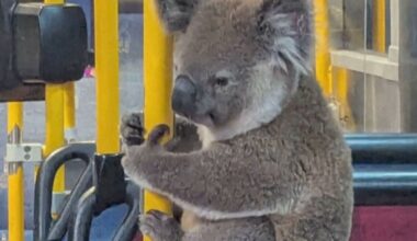 Koala Rides the Bus After Being Rescued from Busy Road