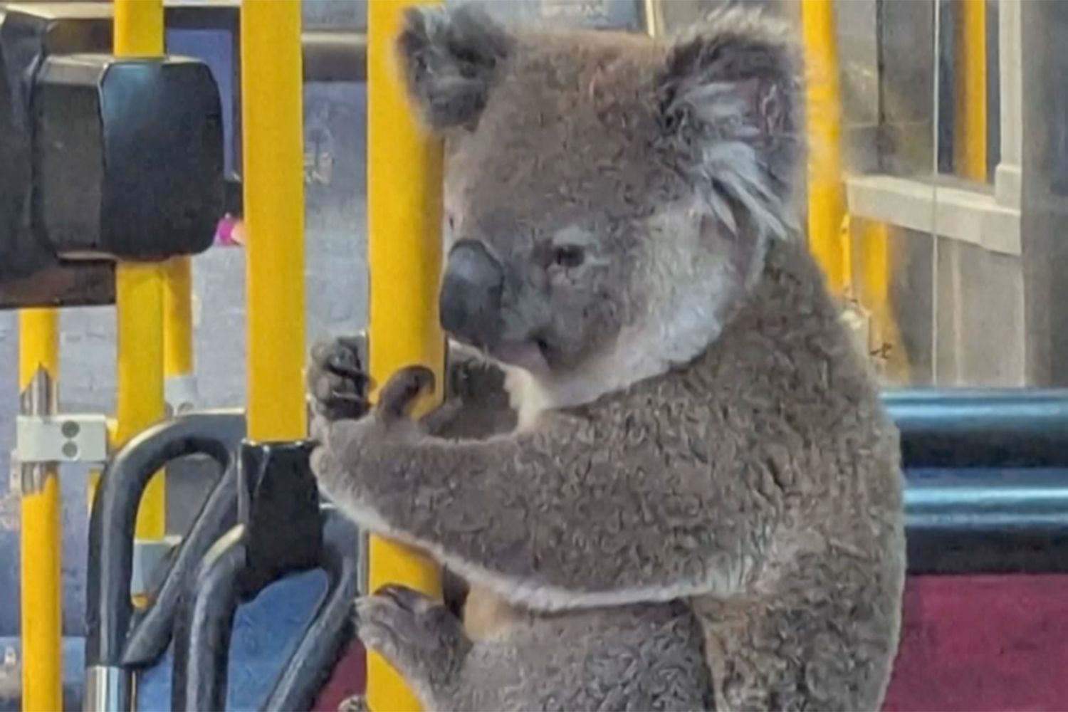 Koala Rides the Bus After Being Rescued from Busy Road