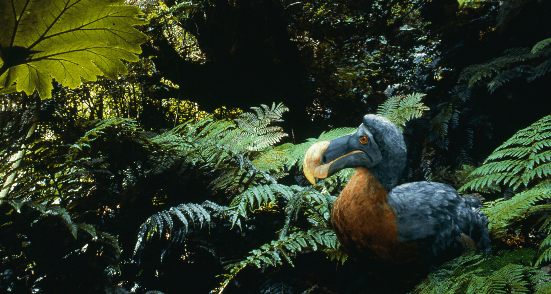 Last Survivor Of Dodo’s Family Found In Remote Rainforest, Leaving Scientists Stunned!