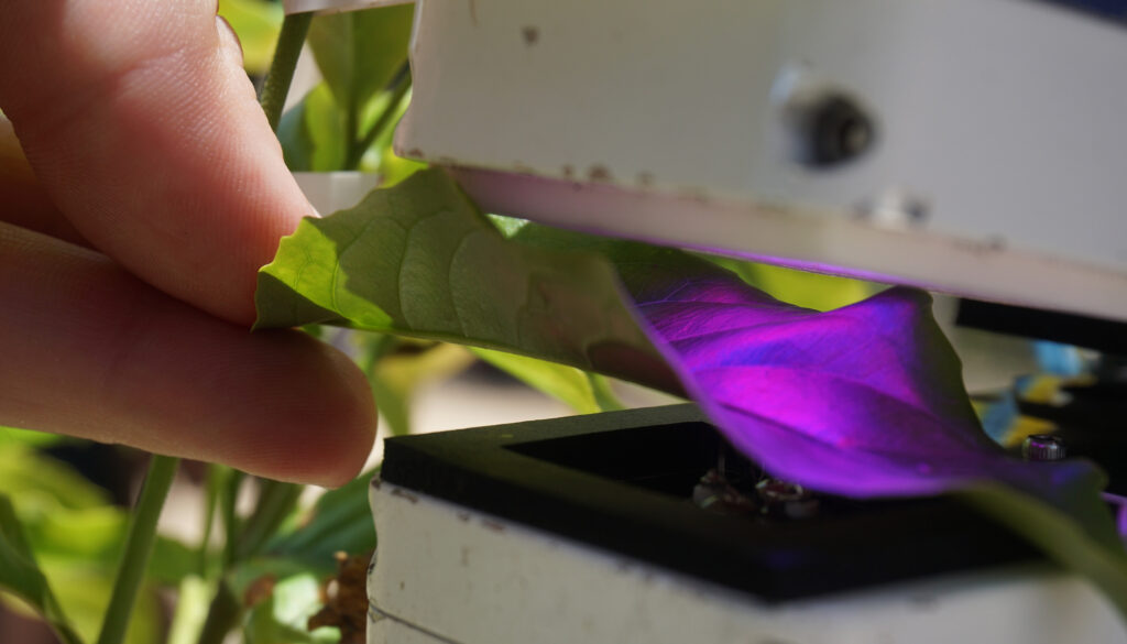 a green leaf inside a device illuminated with purple light