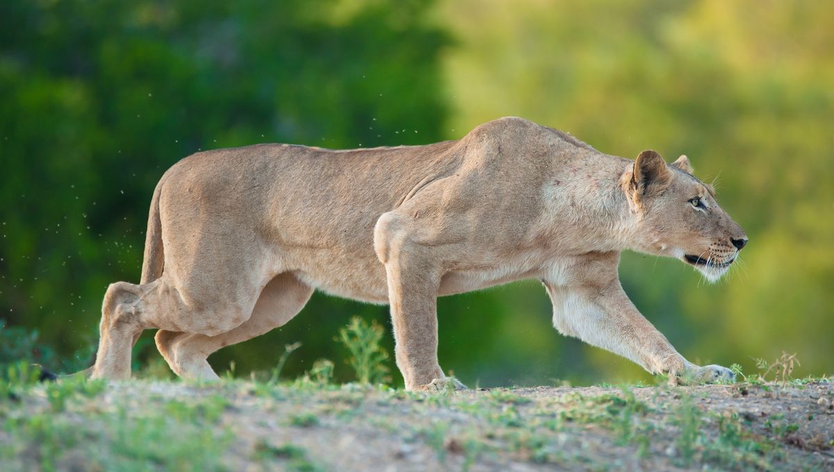 Are There Any Animals That Actively Hunt Humans As Prey?
