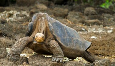 Lonesome George: The Giant Tortoise Who Was The Very Last Of His Kind