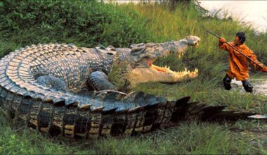 Measuring over 6,1 meters in length and weighing more than 1 ton, Lolong made history as the largest crocodile ever measured alive in the world.